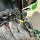 TRIUMPH 955i SPRINT ST ENGINE YEAR 1999-2004 (CMB1176)
